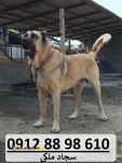 خرید سگ سرابی ، قیمت سگ سرابی