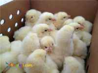 فروش جوجه گوشتی