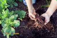 فروش ویژه کود ورمی کمپوست 