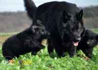 فروش سگ ژرمن بلک وارداتی