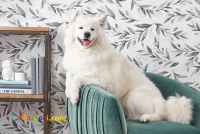 فروش سگ ساموید وارداتی با مناسب ترین قیمت