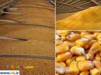 آرد و بلغور ذرت 