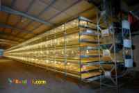 قفسهای پرورش اتوماتیک مرغ گوشتی -پولت وتخم گذار