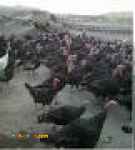 خریدبوقلمون زنده و آماده کشتار: