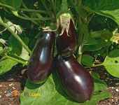 عرضه مرکبات و صیفی جات