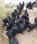 پیش فروش جوجه اصیل 10 روزه مرندی از مولدهای عالی