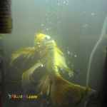 فروش ماهی کوی باله بلند 50-60 سانتی