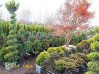 فروش گل و گیاهان زینتی فضای باز (عرضه مستقیم)درمازندران