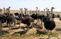 فروش شترمرغ مولد شرکت زرین توتک