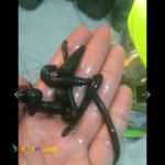 خریدوفروش زالو طبی پایتخت 