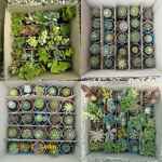 پک کاکتوس و ساکولنت ارسال به کل کشور