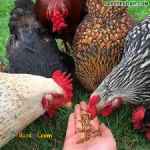 _فروش ویژه جوجه مرغ تخم گذار کلیه نژادها(های لاین-نیک میک-ال اس ا