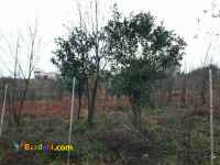 فروش زمین قطعه بندی در طرح هادی ارتفاعات اکبرسرا