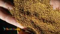 فروش بذر یونجه درجه یک