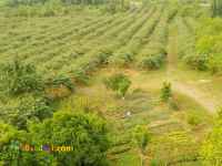 فروش ۴ هکتار باغ کیوی ویلا عالی سنددار لنگرود