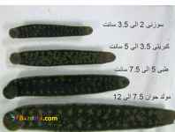 خريد و فروش زالوي طبي زير نظر دامپزشك مجرب در سينازالو