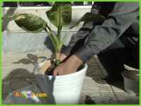 تعویض خاک گلدان و جابجایی گل و گیاه 