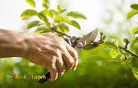 طراحی فضای سبز