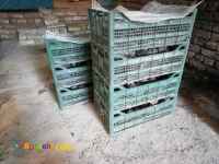 پرورش کبک دهقان