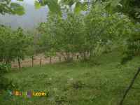 فروش زمین جهت ساخت ویلا در شمال