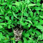 کاشت انواع نشا