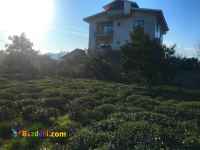 فروش زمین باغ چای 2 کله در کومله