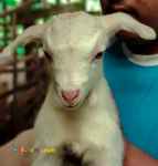 دوره آموزشی پرورش بز سانن و آلپاین