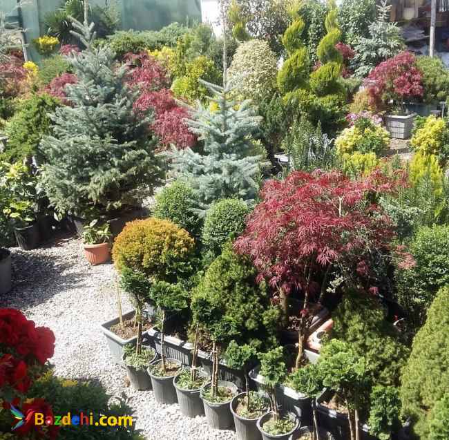 فروش گل و گیاهان زینتی فضای باز