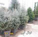 فروش کاج آبیس _ نوئل و سدروس بدون واسطه، همه سایز