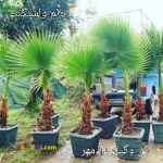 فروش درخت پالم واشنگتنی و پالم لاتانیا ( در همه سایز) با کیفیت ممتاز
