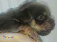 فروش سگ داشهوند میکس شیتزو مینیاتوری