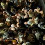 جوجه یکروزه مرغ محلی پونک طیور