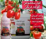 کود گوجه فرنگی