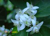 عرق بهار نارنج