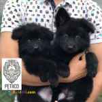 توله های ژرمن شپرد سیاه