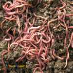  ورمی کمپوست