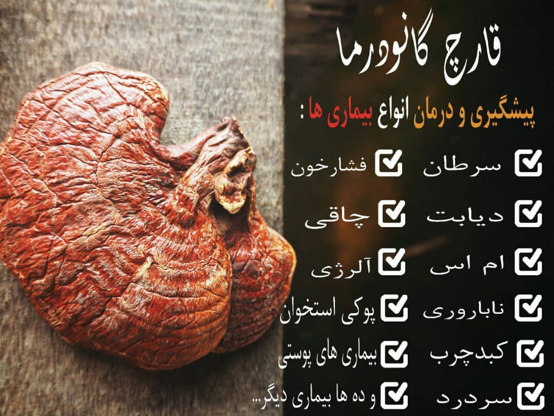 مرکز مشاوره تخصصی و فروش تمامی محصولات قارچ گانودرما اصل در تهران | قهوه گانودرما | پودر قارچ گانودرما | قرص گانودرما | کپسول گانودرما | قارچ گانودرما